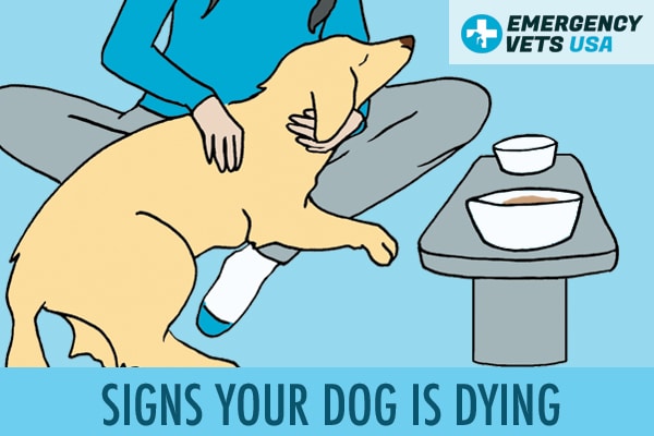 Signs Dog Is Dying
