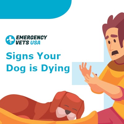 Top 9 Signs Your Dog Is Dying What To Do And What To Expect