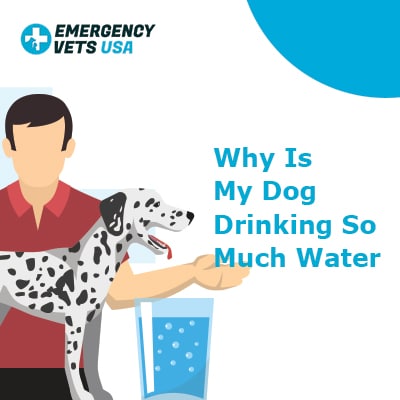 why would a dog drink a lot of water