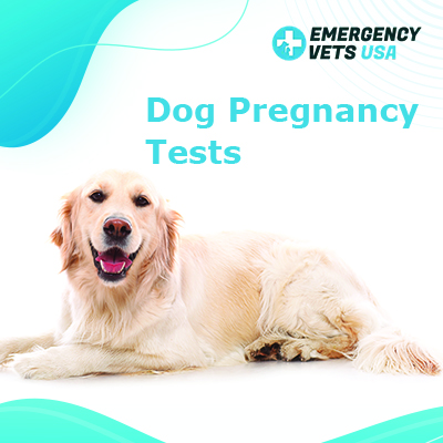 can a dog use a human pregnancy test