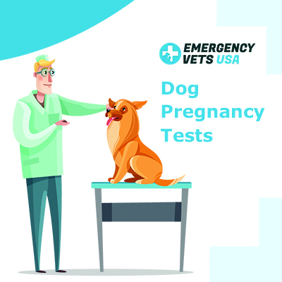 are there dog pregnancy tests