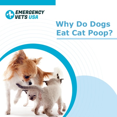 can dogs get heartworms from eating cat poop