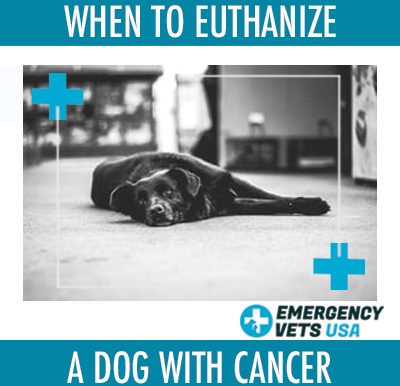 Euthanize A Dog With Cancer