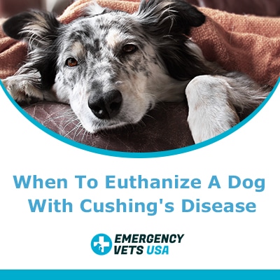 Can a dog die from cushings disease