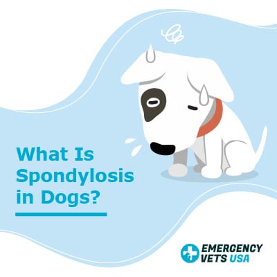 is spondylosis in dogs painful