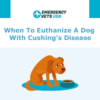 When To Euthanize A Dog With Cushing S Disease Saying Goodbye