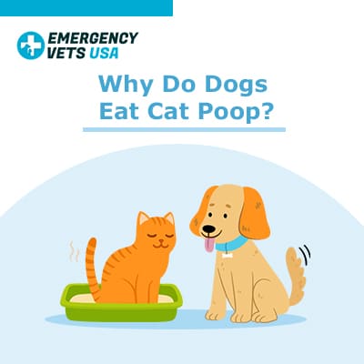 why dogs eat cat poop