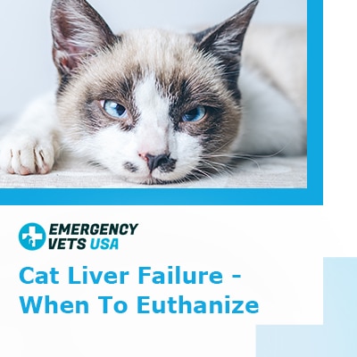 Cat Liver Failure What You Need To Know And When To Euthanize