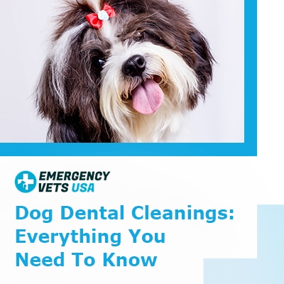 Dog Dental Cleanings: Everything You Need To Know