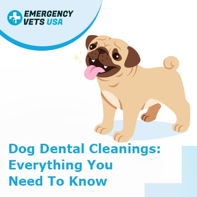 Dog Dental Cleanings