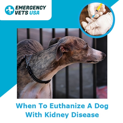 what are the last stages of kidney failure in dogs