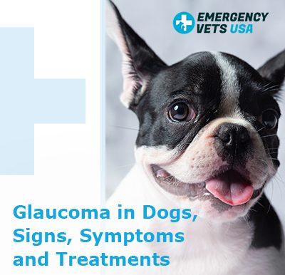 Glaucoma In Dogs What Are The Signs