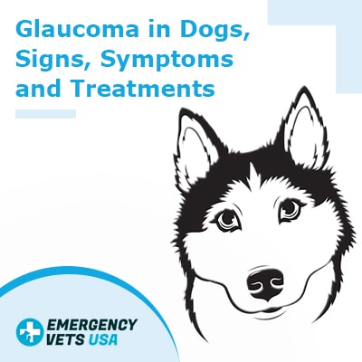 Glaucoma in Dogs