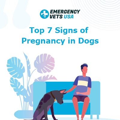 Top Symptoms of Pregnancy in Dogs