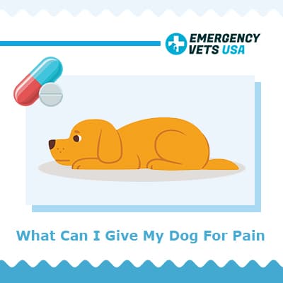 What Can I Give My Dog For Pain