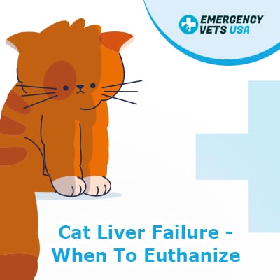 When To Euthanize A Cat With Liver Failure