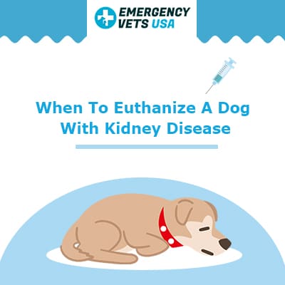 is renal failure in dogs painful