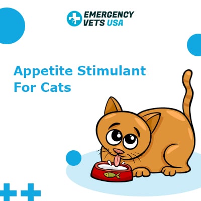 Appetite Stimulants For Cats