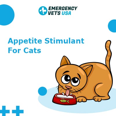 Appetite Stimulant For Cats How To Get Your Cat To Eat