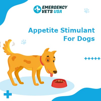 how do you stimulate a dogs appetite