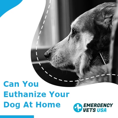 Can You Euthanize Your Dog At Home