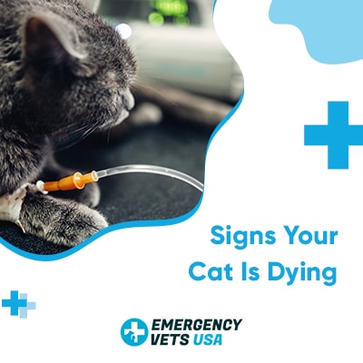 signs your cat might be dying