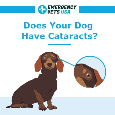 can a dog live with cataracts