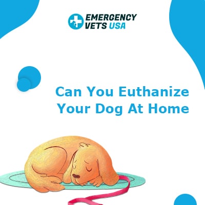 Euthanize Your Dog At Home