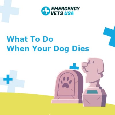 What To Do When Your Dog Dies