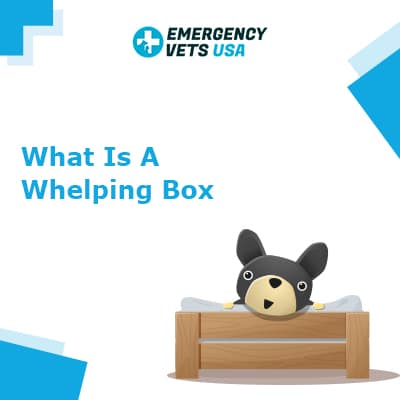 What is a Whelping Box