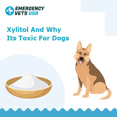 Xylitol And Why Its Toxic For Dogs