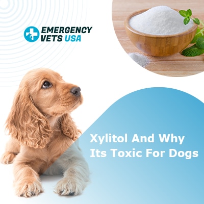 Xylitol Toxicity In Dogs | Your Dog Should Not Eat These Products