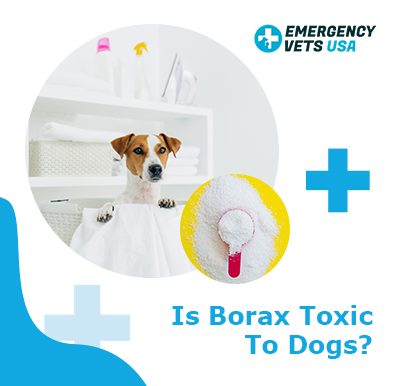 Borax Toxic To Dogs