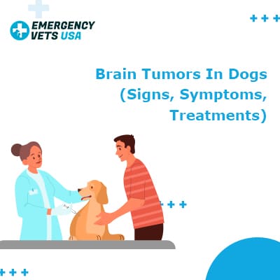 what are the symptoms of a dog with a brain tumor