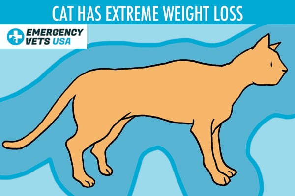 Cat Has Extreme Weight Loss