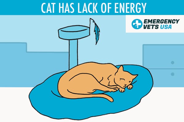 Cat Has Lack Of Energy