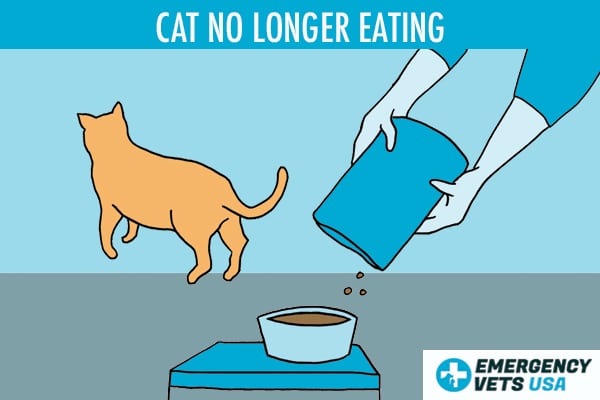 Cat No Longer Eating