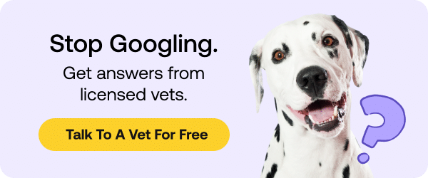 Chat with a licensed veterinarians today