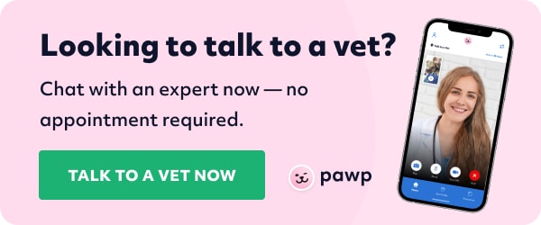 Chat with an emergency vet now