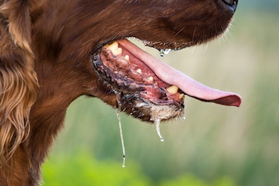 Drooling Dog At The Mouth
