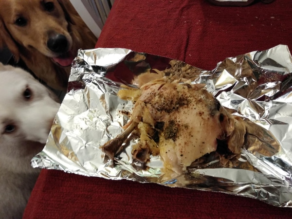 Dogs Looking at food on tin foil