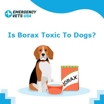 what happens if dogs consume borax