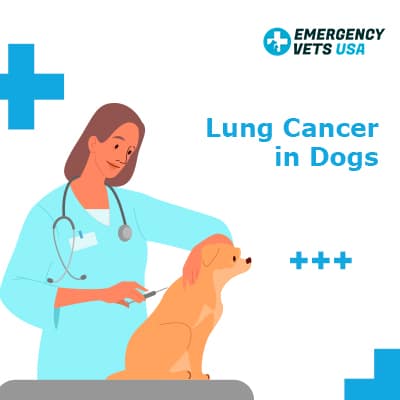 Lung Cancer in Dogs