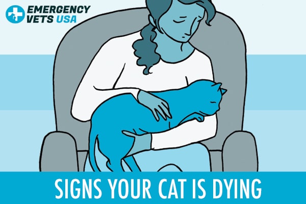 Signs of aging cats nearing death