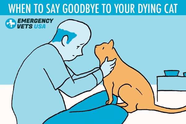 When To Say Goodbye To Your Dying Cat