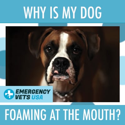 what will make a dog foam at the mouth