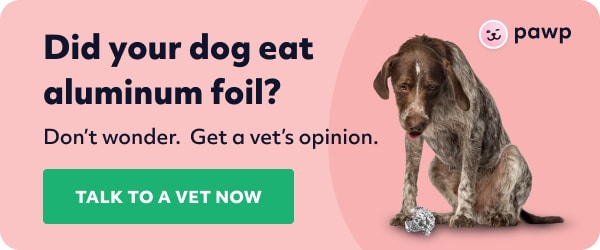 My Dog Ate Aluminum Foil - What Do I Do | Possible Tinfoil Complications