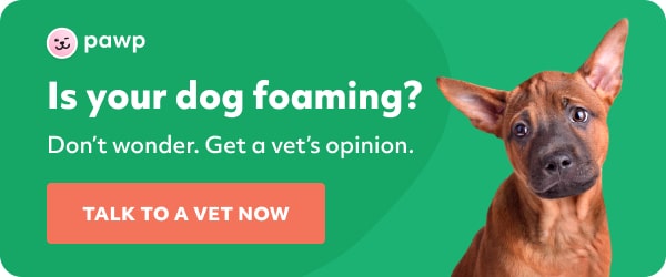 Why Your Dog Is Foaming At The Mouth And What To Do