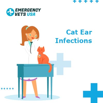 Cat Ear Infections