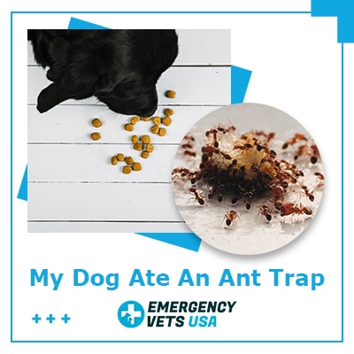 Can Dogs Die From Eating Ant Poison